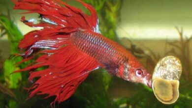 red betta fish for sale